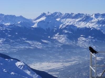 Two Choucas surveying their world