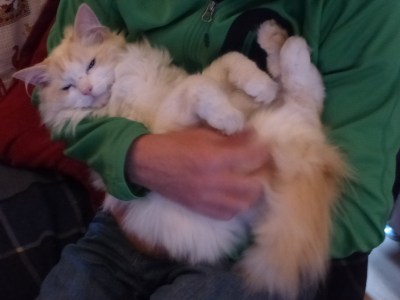 The cutest cat in the World?!