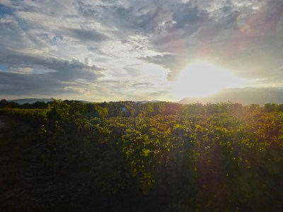 Beautiful vineyards at sunset