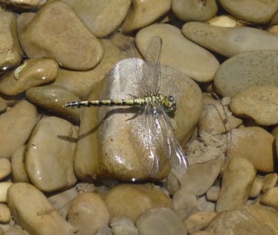 This little chap sat with us all morning!