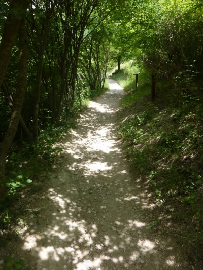 We love everything about Provence, even the forest paths...
