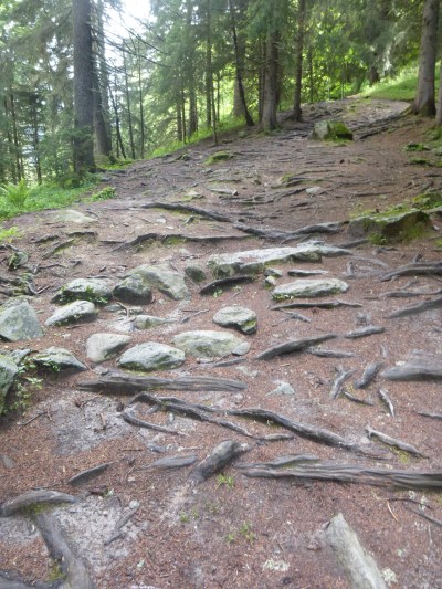 A path of tangled roots