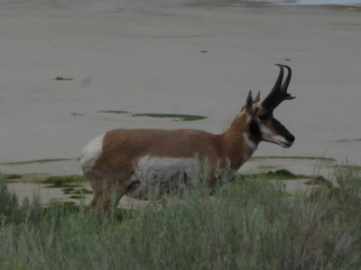 Wild Antelope on the island named after them