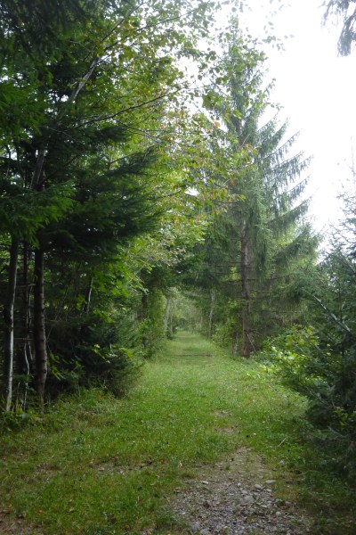 Just one of hundreds of secret, deserted and beautiful forest paths the mountains of Innsbruck have to offer