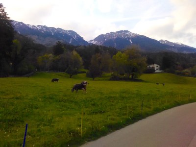 An alpine meadow with cows grazing. It's amazing how happy it can make you feel...