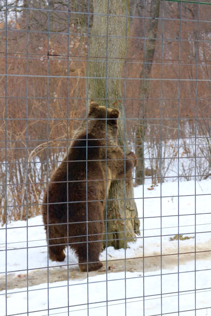 thumb_UNADJUSTEDNONRAW_thumb_8017_1024